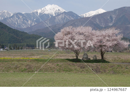 Cherry trees and DosoJin deities / 満開の桜と道祖神(安曇野＠信州 124967687