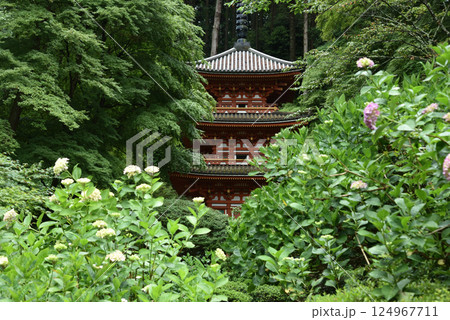 岩船寺 アジサイと三重塔【重文】 岩船寺 アジサイと三重塔【重文】 124967711