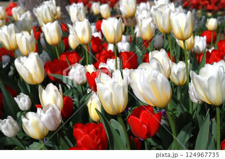 チューリップ 124967735