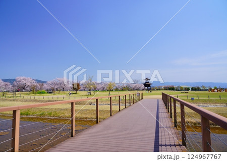 奈良の弥生遺跡　唐古・鍵遺跡の楼閣と満開の桜並木 124967767