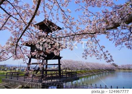 奈良の弥生遺跡　唐古・鍵遺跡の楼閣と満開の桜並木 124967777