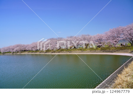 奈良の弥生遺跡　唐古・鍵遺跡の唐古池に咲く満開の桜並木と花筏 124967779
