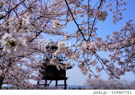 奈良の弥生遺跡 唐古・鍵遺跡の楼閣と満開の桜並木 奈良の弥生遺跡 唐古・鍵遺跡の楼閣と満開の桜並木 124967781