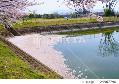 奈良の弥生遺跡　唐古・鍵遺跡の唐古池に咲く満開の桜並木と花筏 124967790