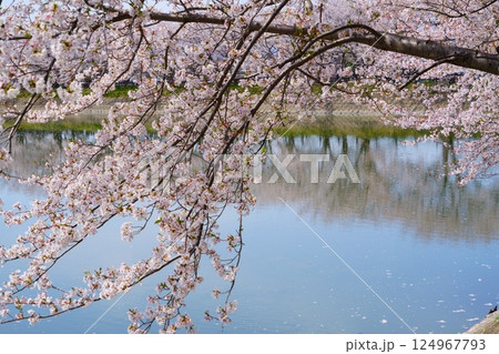 奈良の弥生遺跡 唐古・鍵遺跡の唐古池に咲く満開の桜並木と花筏 奈良の弥生遺跡 唐古・鍵遺跡の唐古池に咲く満開の桜並木と花筏 124967793