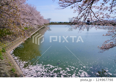奈良の弥生遺跡　唐古・鍵遺跡の唐古池に咲く満開の桜並木と花筏 124967798