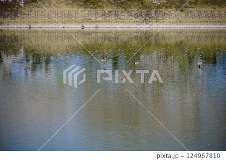 奈良の弥生遺跡　唐古・鍵遺跡の唐古池に咲く満開の桜並木と野鳥 124967810