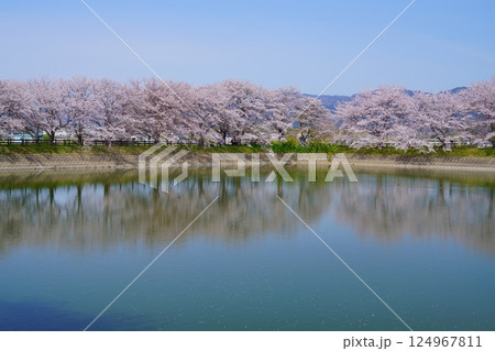 奈良の弥生遺跡　唐古・鍵遺跡の唐古池に咲く満開の桜並木 124967811