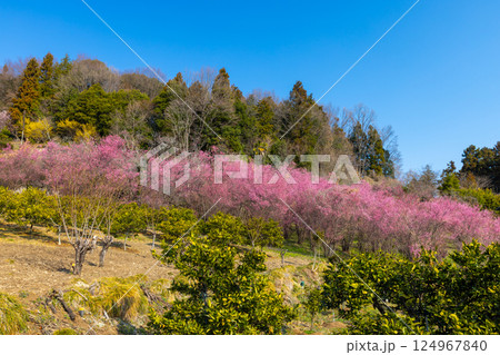 埼玉県秩父郡東秩父村大内沢 早春の里山の斜面に花桃が咲き乱れる「花桃の郷」の早咲き桜並木 埼玉県秩父郡東秩父村大内沢 早春の里山の斜面に花桃が咲き乱れる「花桃の郷」の早咲き桜並木 124967840