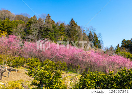 埼玉県秩父郡東秩父村大内沢 早春の里山の斜面に花桃が咲き乱れる「花桃の郷」の早咲き桜並木 埼玉県秩父郡東秩父村大内沢 早春の里山の斜面に花桃が咲き乱れる「花桃の郷」の早咲き桜並木 124967841