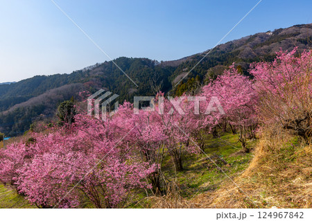 埼玉県秩父郡東秩父村大内沢 早春の里山の斜面に花桃が咲き乱れる「花桃の郷」の早咲き桜並木 埼玉県秩父郡東秩父村大内沢 早春の里山の斜面に花桃が咲き乱れる「花桃の郷」の早咲き桜並木 124967842