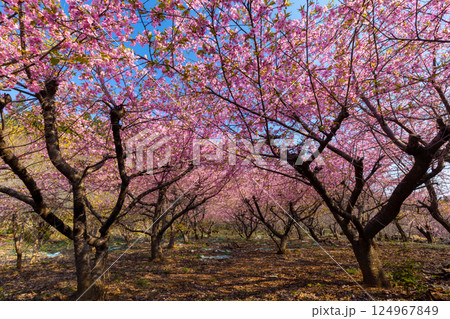 埼玉県秩父郡東秩父村大内沢　早春の里山の斜面に花桃が咲き乱れる「花桃の郷」の早咲き桜並木 124967849
