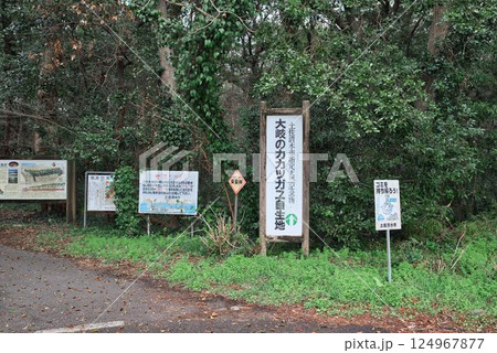大岐海岸へ続く道 124967877