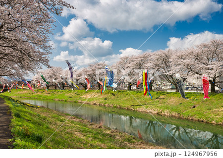 桜と鯉のぼり 124967956