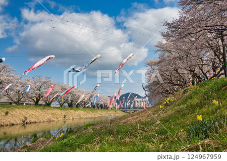 桜と鯉のぼり 124967959