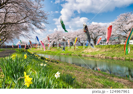 桜と鯉のぼり 124967961