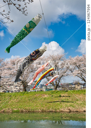 桜と鯉のぼり 124967994