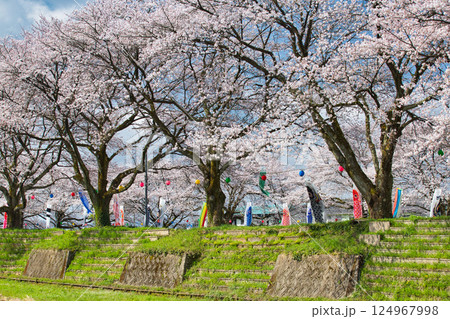 桜と鯉のぼり 桜と鯉のぼり 124967998