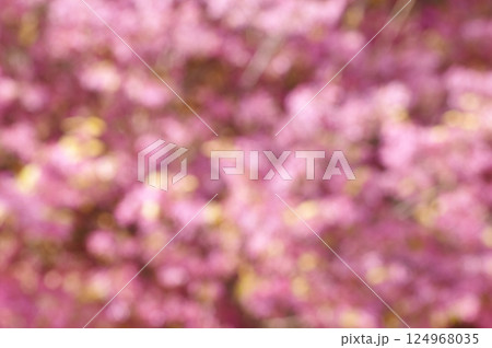 ベニバナトキワマンサクの花を基にしたパープル系の背景素材 ベニバナトキワマンサクの花を基にしたパープル系の背景素材 124968035