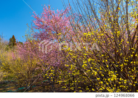 埼玉県秩父郡東秩父村大内沢　早春の里山の斜面に早咲き桜とサンシュユが咲く大内沢花桃の郷 124968066
