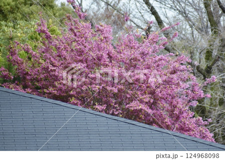ベニバナトキワマンサクの花 ベニバナトキワマンサクの花 124968098