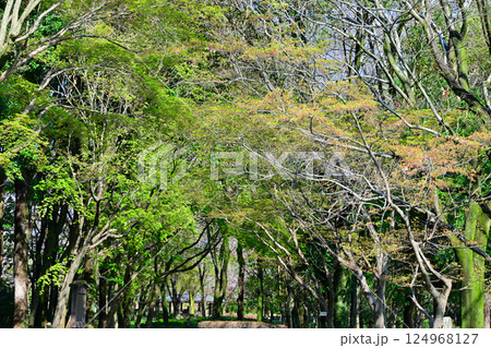雑木のトンネル　若葉の新緑　城山公園　桶川市　 124968127