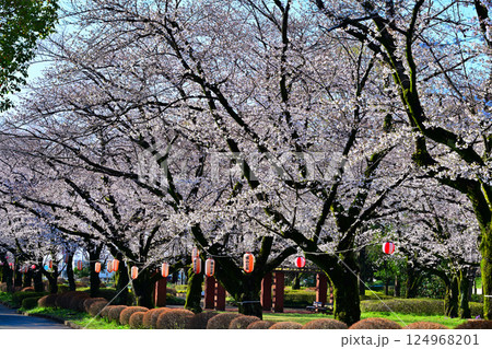 桜祭り 満開の城山公園の桜 桶川市 桜祭り 満開の城山公園の桜 桶川市 124968201