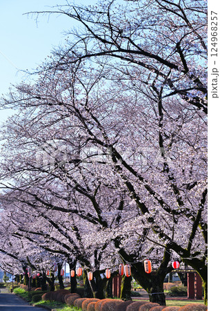 桜祭り 満開の城山公園の桜 桶川市 桜祭り 満開の城山公園の桜 桶川市 124968257