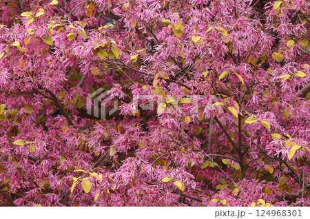 ベニバナトキワマンサクの花を基にしたピンク系の背景素材 ベニバナトキワマンサクの花を基にしたピンク系の背景素材 124968301