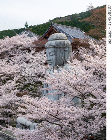 壺阪寺の満開の桜に囲まれた大釈迦如来石像 124968387