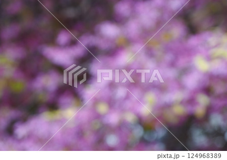 ベニバナトキワマンサクの花を基にしたピンク系の背景素材 124968389