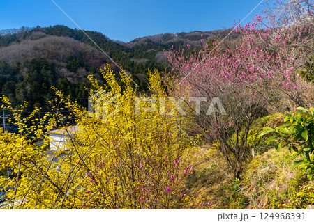 埼玉県秩父郡東秩父村大内沢　早春の里山の斜面に色とりどりの花が咲き乱れる大内沢花桃の郷 124968391