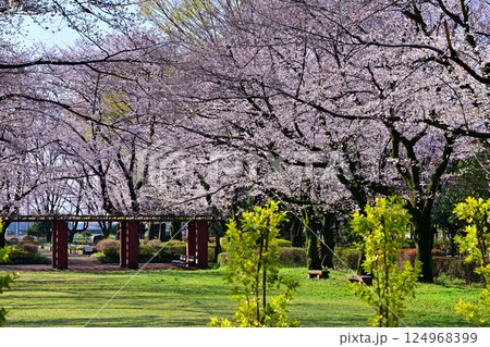 桜祭り　満開の城山公園の桜　桶川市 124968399