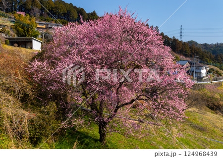 埼玉県秩父郡東秩父村大内沢　早春の里山の斜面に花桃が咲き乱れる「花桃の郷」のピンクが鮮やかな紅梅 124968439