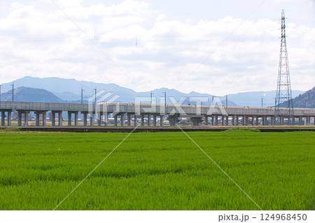 春をむかえた菜の花畑 124968450