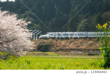 桜と新幹線の春景色(滋賀県米原市) 桜と新幹線の春景色(滋賀県米原市) 124968461