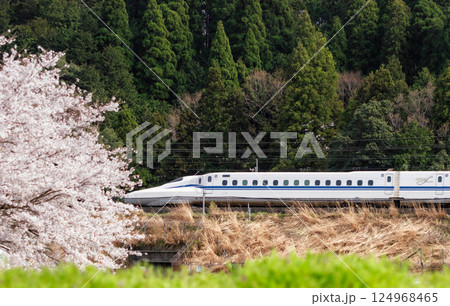 桜と新幹線の春景色（滋賀県米原市） 124968465