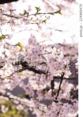 春の光を浴びて咲く満開の桜【春】 124968470