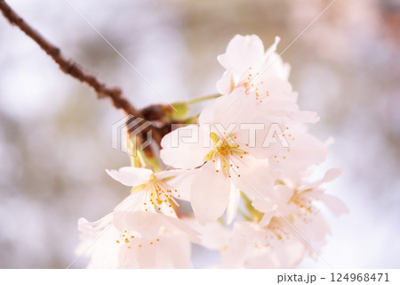 春の光を浴びて咲く満開の桜【春】 124968471