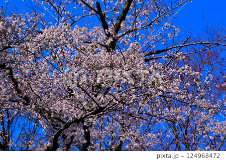 青空バックに満開の桜　城山公園　桶川市 124968472