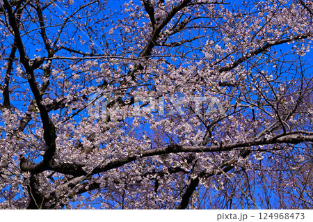 青空バックに満開の桜　城山公園　桶川市 124968473