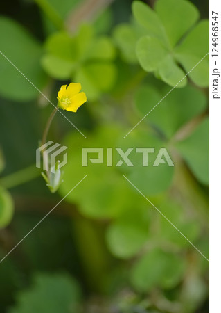 カタバミ カタバミ 124968547