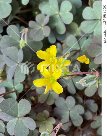 雑草とは思えないような素敵な魅力をふりまくカタバミの花5 124968550