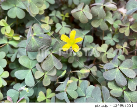 雑草とは思えないような素敵な魅力をふりまくカタバミの花6 雑草とは思えないような素敵な魅力をふりまくカタバミの花6 124968551