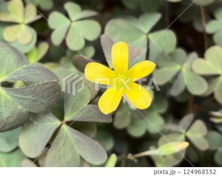 雑草とは思えないような素敵な魅力をふりまくカタバミの花7 雑草とは思えないような素敵な魅力をふりまくカタバミの花7 124968552
