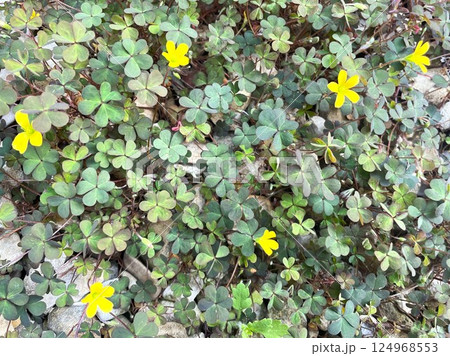 雑草とは思えないような素敵な魅力をふりまくカタバミの花8 雑草とは思えないような素敵な魅力をふりまくカタバミの花8 124968553