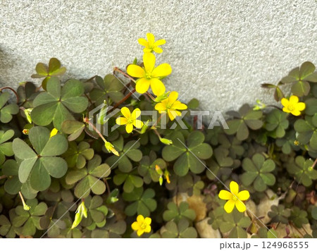 雑草とは思えないような素敵な魅力をふりまくカタバミの花10 雑草とは思えないような素敵な魅力をふりまくカタバミの花10 124968555