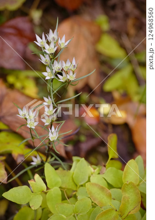 センブリ 124968560