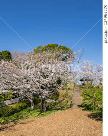 満開の桜が咲く公園風景　階段と東屋 124968570