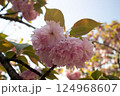 見上げた春の花（ピンクのボタン桜） 124968607